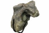 Hadrosaur (Hypacrosaur) Dorsal Vertebra With Stand -Montana #134544-4
